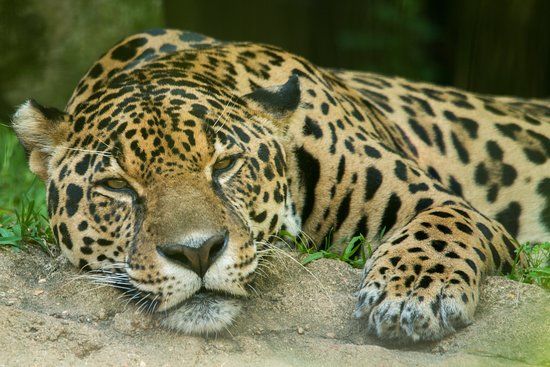 Alexandria Zoological Park